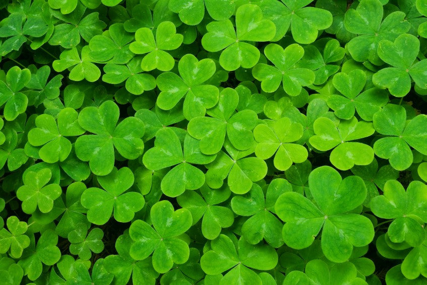 Irish Symbols Series - The Irish Shamrock Explained - The Irish