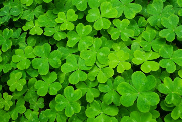 Irish Symbols Series - The Irish Shamrock - Do You Know?